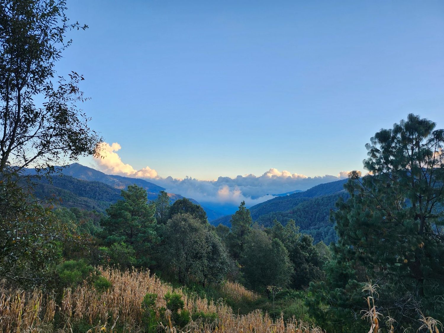 Sierra Sur de Oaxaca · La Cuna